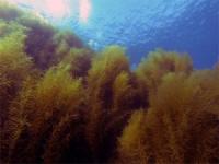 Weeding a Seaweed: Managing Sargassum horneri