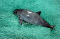 Mexico Bans Night Fishing and Gill Nets to Protect the Critically Endangered Vaquita Porpoise
