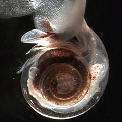 The shell pictured here is a victim of acidification. The normally-protective shell had become so thin and fragile, it is transparent.