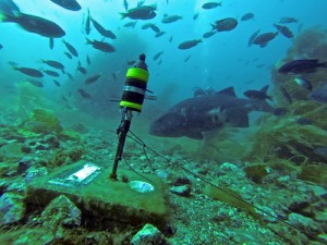 Giant sea bass sounds are recorded by a hydrophone.