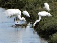 New Website Highlights Potential Restoration Alternatives at Ballona Wetlands Ecological Reserve